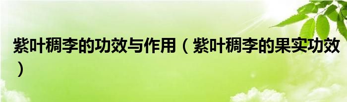 紫叶稠李的功效与作用【紫叶稠李的果实功效】