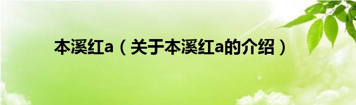 本溪红a【关于本溪红a的介绍】