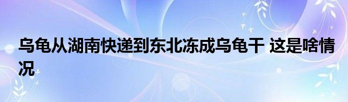 乌龟从湖南快递到东北冻成乌龟干 这是啥情况