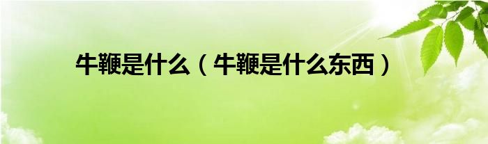 牛鞭是什么【牛鞭是什么东西】