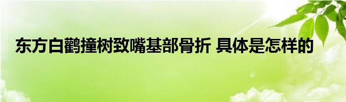 东方白鹳撞树致嘴基部骨折 具体是怎样的