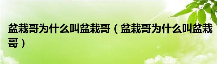 盆栽哥为什么叫盆栽哥【盆栽哥为什么叫盆栽哥】