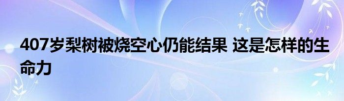 407岁梨树被烧空心仍能结果 这是怎样的生命力