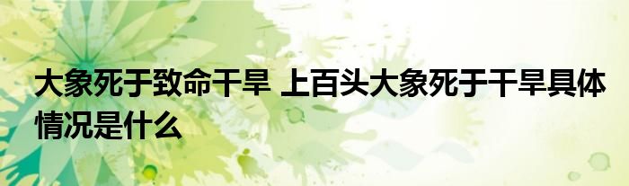 大象死于致命干旱 上百头大象死于干旱具体情况是什么