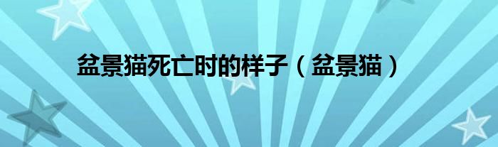 盆景猫死亡时的样子【盆景猫】