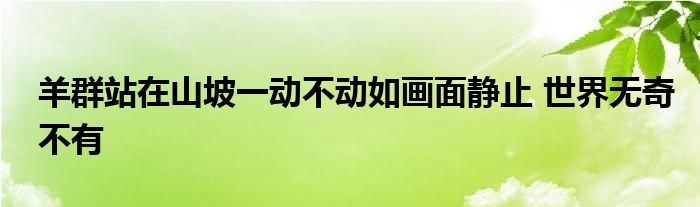 羊群站在山坡一动不动如画面静止 世界无奇不有