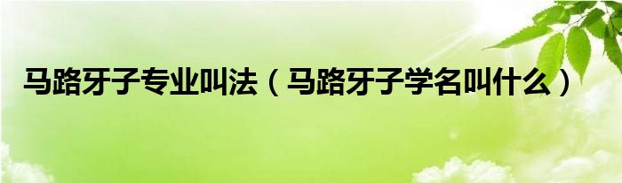 马路牙子专业叫法【马路牙子学名叫什么】